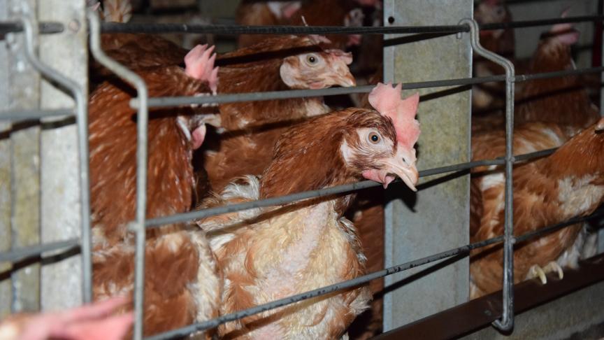 Malgré la situation problématique de ces dernières semaines, les éleveurs espèrent toujours pouvoir convertir leur élevage en plein air l’année prochaine.