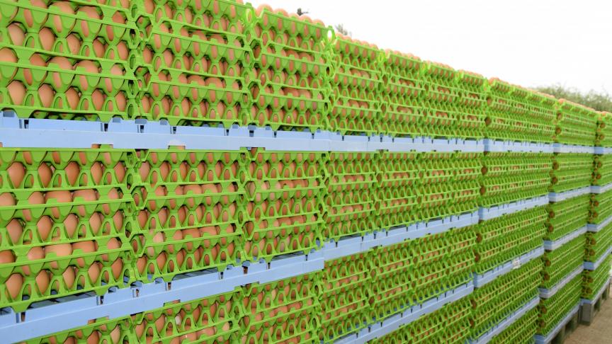 Le 17 juillet, à Virelles, plus de 600.000 oeufs attendaient leur sentence.