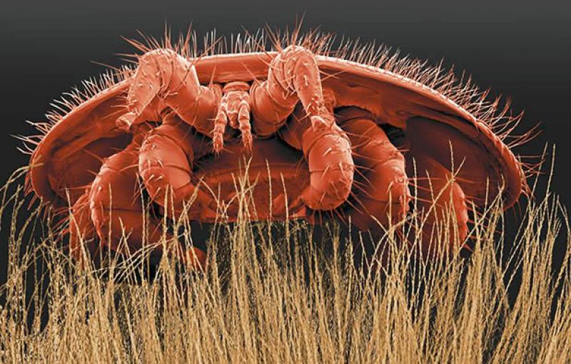 Entré en Belgique au milieu des années ‘70, l’acarien Varroa destructor épuise et infecte les couvains d’abeilles.