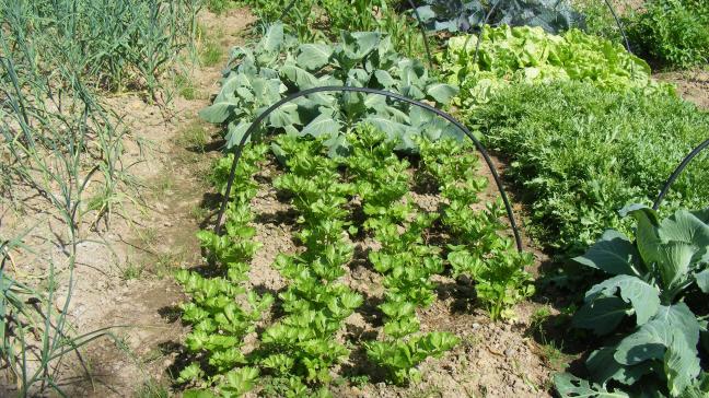 Des arceaux en matériaux de récupération ont permis de protéger les cultures temporairement avec un voile ou un film plastique. La culture est protégée du froid du printemps ou de l'automne et moins sujette aux pluies et donc aux maladies du feuillage.