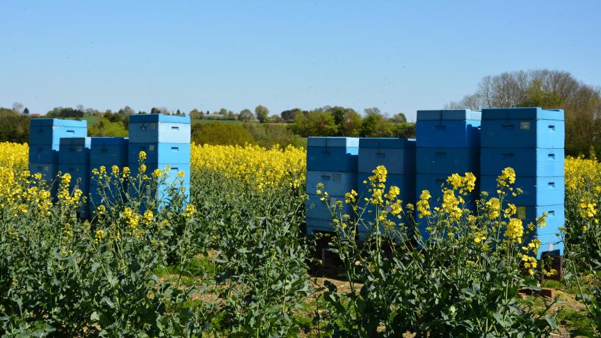 « Pour lutter plus efficacement contre toutes sortes de ravageurs des abeilles indigènes et exotiques, il est nécessaire que les différentes parties concernées travaillent ensemble, de manière constructive et sur la base d'un maximum de données », plaide Phytofar.