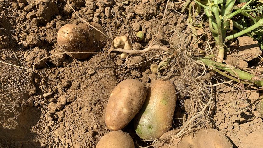 L’essai vise à observer le comportement d’une quarantaine de variétés vis-à-vis du mildiou, de la sécheresse et de la chaleur.